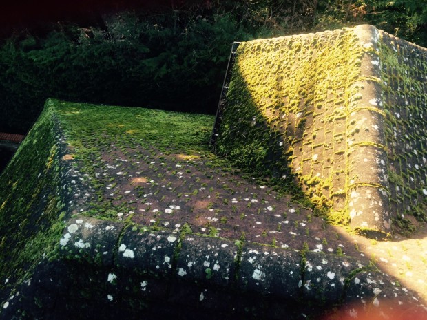Moss Growth in roofing cleaning