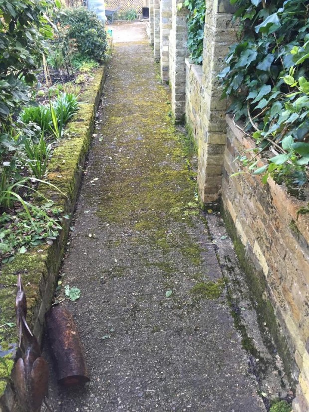 path before cleaning